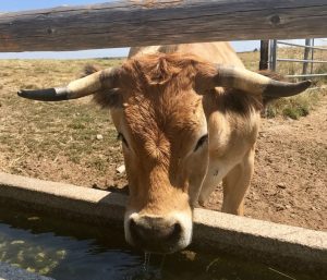 Visiter l'Aubrac : une vache d'Aubrac en train de boire dans un abreuvoir