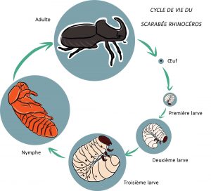 Schéma présentant les différents stades de développement du scarabée rhinocéros : œuf, larves, nymphe, adulte. 