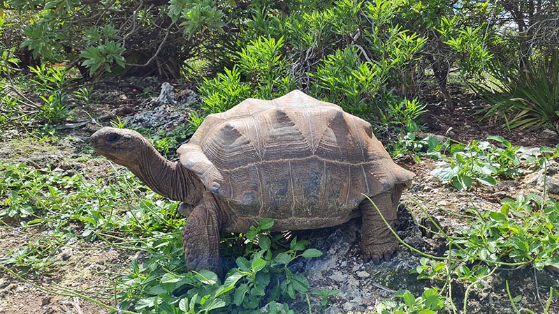 Réserve François Leguat Rodrigues, tortue géante d'Aldabra