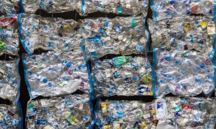 Biodégradation du plastique grâce à des champignons : un espoir pour le recyclage ?