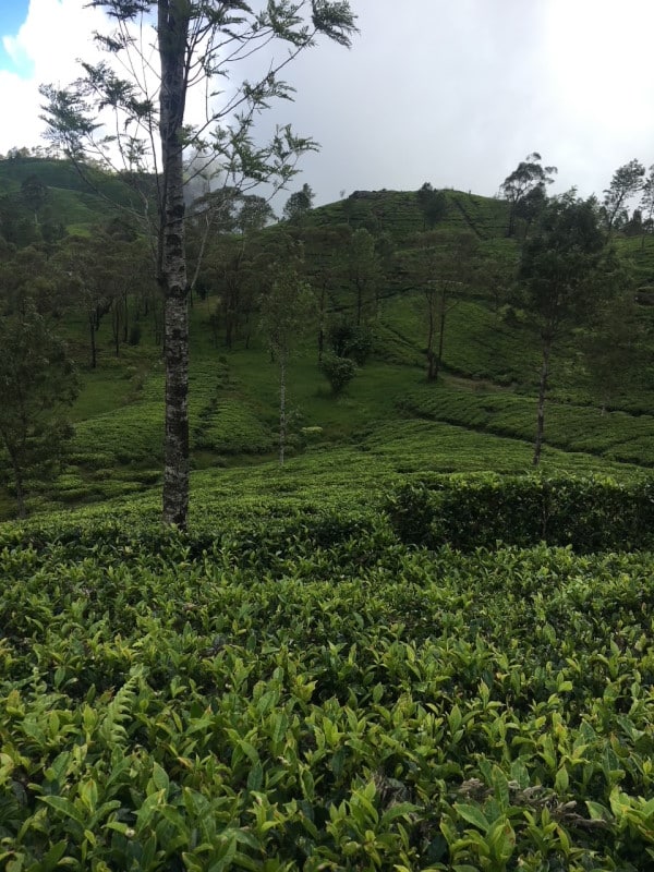 Visiter le Sri lanka en famille. Champs de thé à Haputale, illustration d'un article