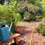 9 conseils pour concevoir un jardin résistant à la canicule et au manque d’eau