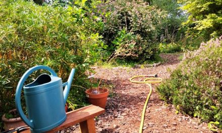 9 conseils pour concevoir un jardin résistant à la canicule et au manque d’eau