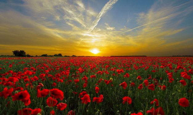 Faute de connaissances, les coquelicots ont bien failli disparaître, mais ils reviennent en force