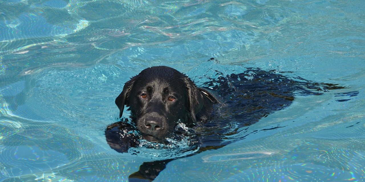 La première piscine pour chiens ouvre ses portes à Mérignac pour le plus grand bonheur de vos toutous !