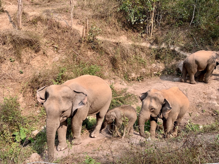 Éléphants dans leur habitat naturel au sanctuaire du Mekong Elephant Park à Pakbeng, Laos