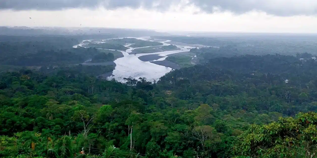 La déforestation en Amazonie recule enfin !