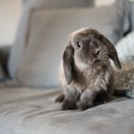 Accueillir un lapin dans un logement sans extérieur : 4 conseils pour une cohabitation heureuse avec votre animal