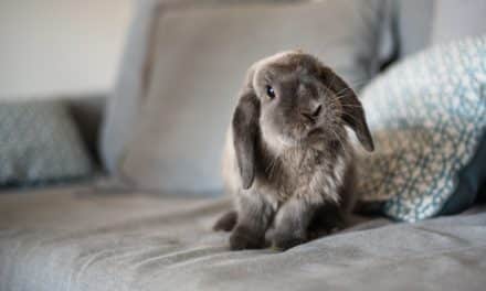 Accueillir un lapin dans un logement sans extérieur : 4 conseils pour une cohabitation heureuse avec votre animal