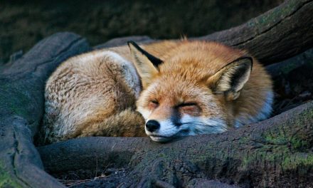 Changeons notre regard sur le renard roux : d’indésirable à essentiel