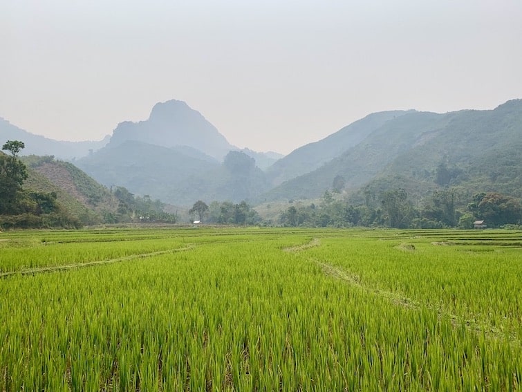 Rizières et montagnes au milieu de la jungle du Laos