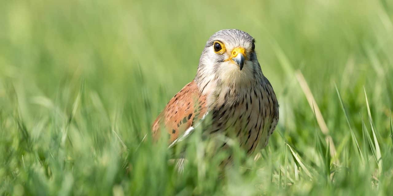 Comment reconnaître les oiseaux sauvages et découvrir l’ornithologie ?