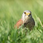 Comment reconnaître les oiseaux sauvages et découvrir l’ornithologie ?