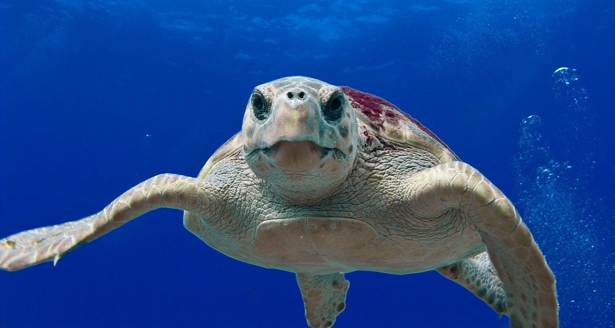 Une dizaine de tortues Caouannes ont pondu sur le littoral méditerranéen cet été