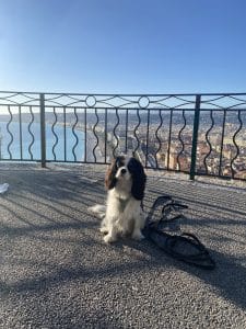 Chien en promenade à Nice 