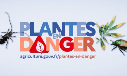 « Plantes en danger » : une campagne nationale pour devenir un défenseur de la santé des végétaux