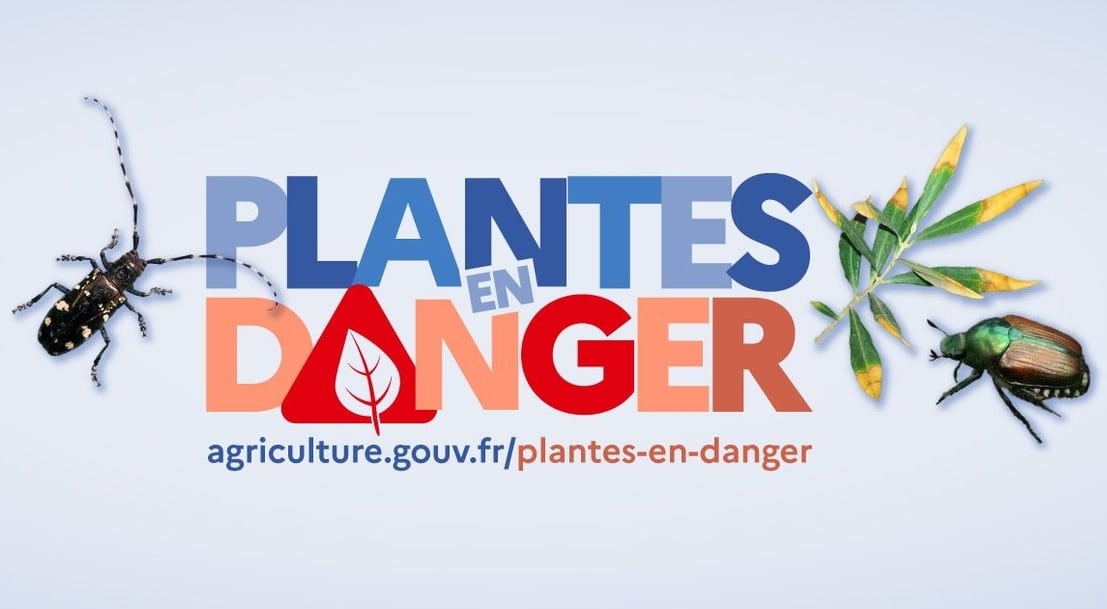 « Plantes en danger » : une campagne nationale pour devenir un défenseur de la santé des végétaux