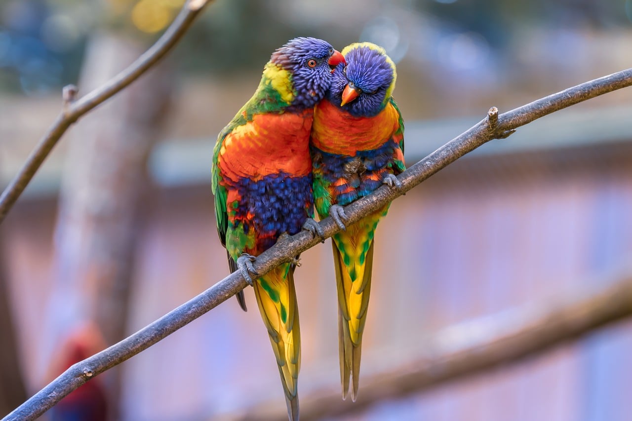 Deux perroquets de la même espèce collés l'un à l'autre