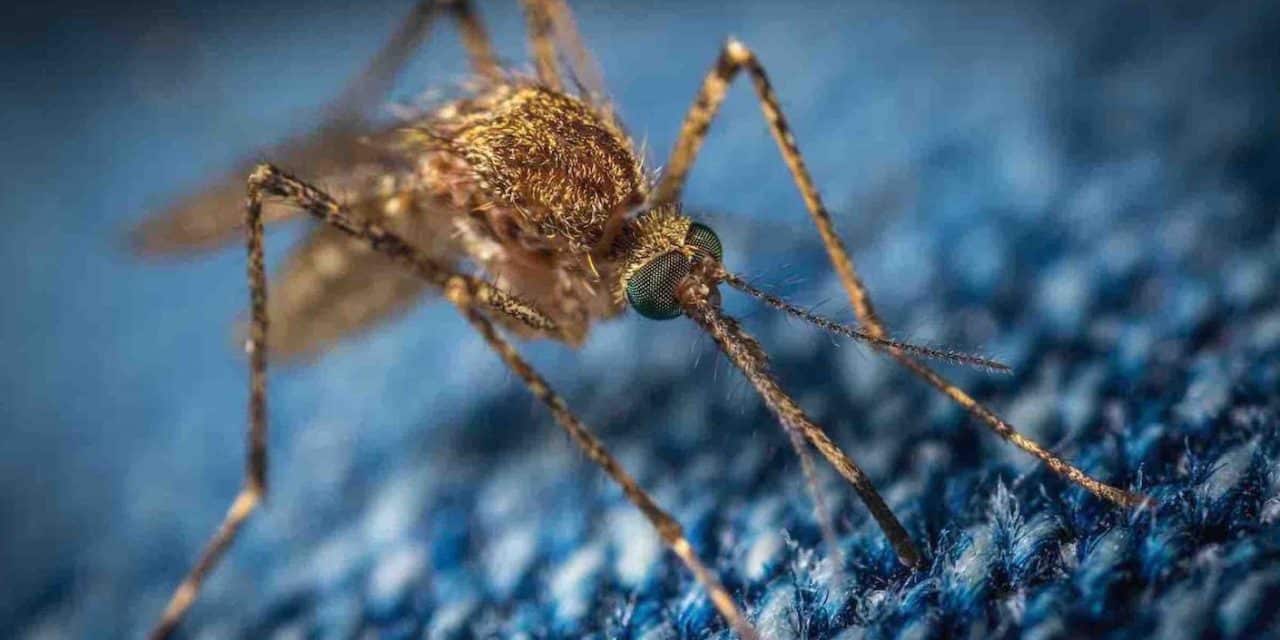 Une bactérie trouvée dans l’intestin des moustiques pourrait aider à la lutte contre le paludisme