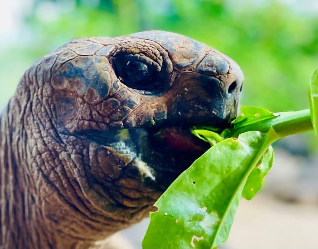 La tortue géante d'Aldabra est en danger critique d'extinction