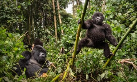 Partenariat international lors de la COP 28 pour protéger la forêt du Congo