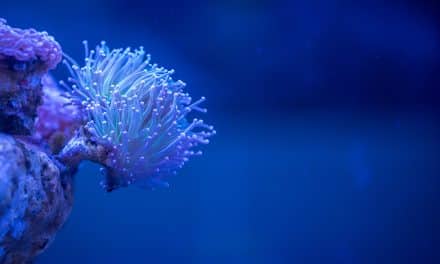 12 milliards de dollars pour préserver les récifs coralliens mondiaux