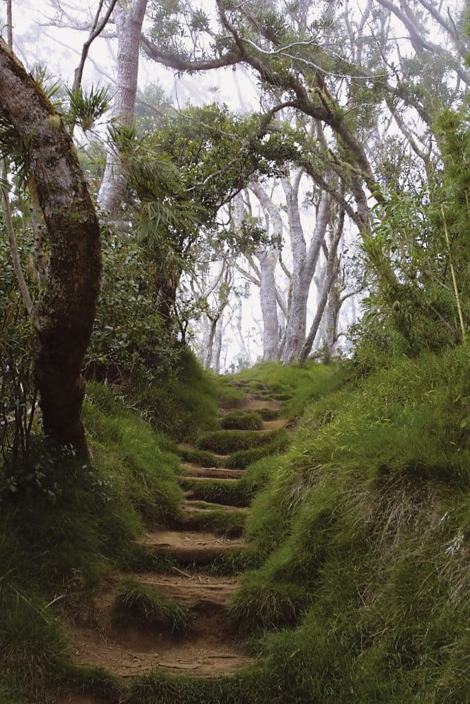 Photo d'un chemin montant en escalier avec des arbres autour