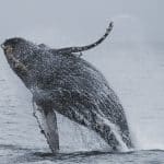 Record historique d’observations de baleines à bosse à la Réunion en 2023