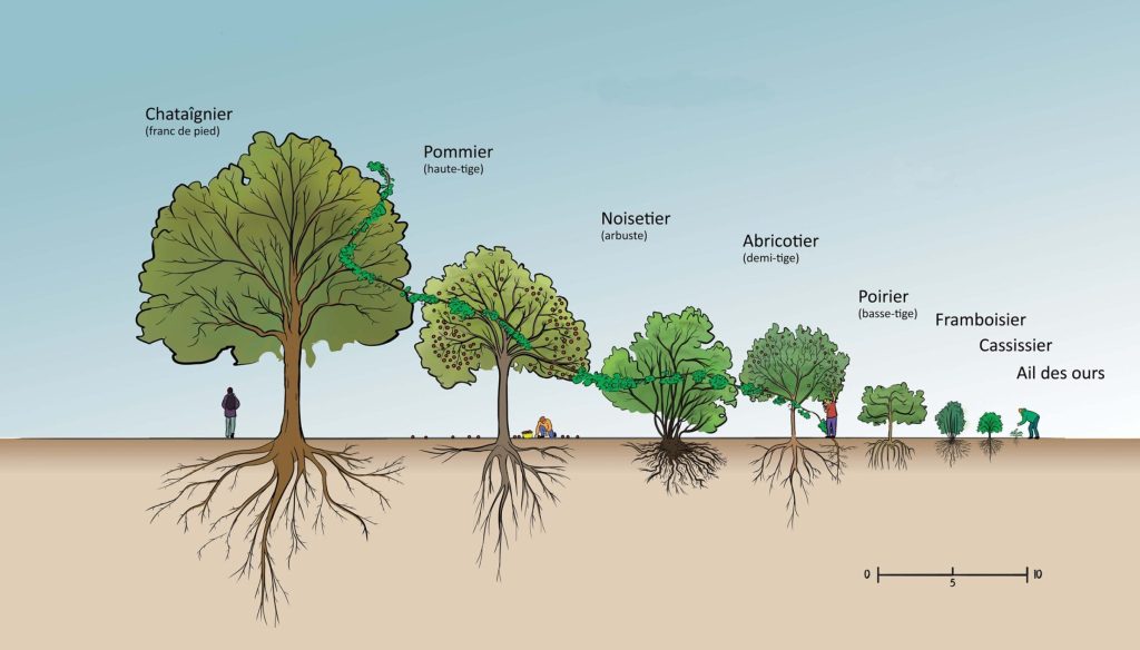 les différentes strates d'aménagement de forêt et d'arbres dans un potager