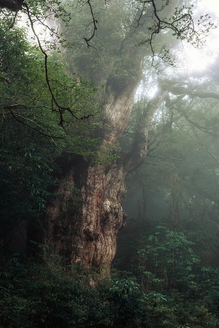 Photo du Jômon sugi qui est le cèdre japonais le plus ancien de la forêt Shiratani Unsuikyo. Il est vieux de plusieurs milliers d'années.
