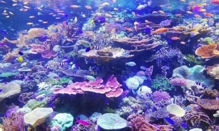 45 pays s’engagent à lever 12 milliards de dollars d’ici 2030 pour la préservation des récifs coralliens