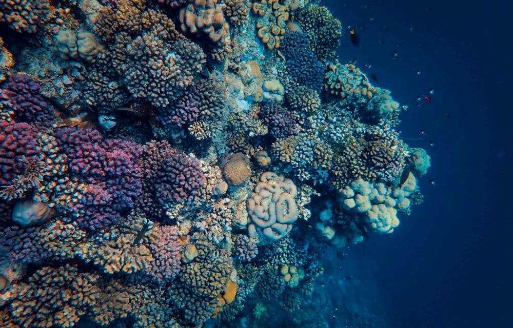 Des explorations océanographiques aux îles Galápagos ont révélé des formations coralliennes inédites