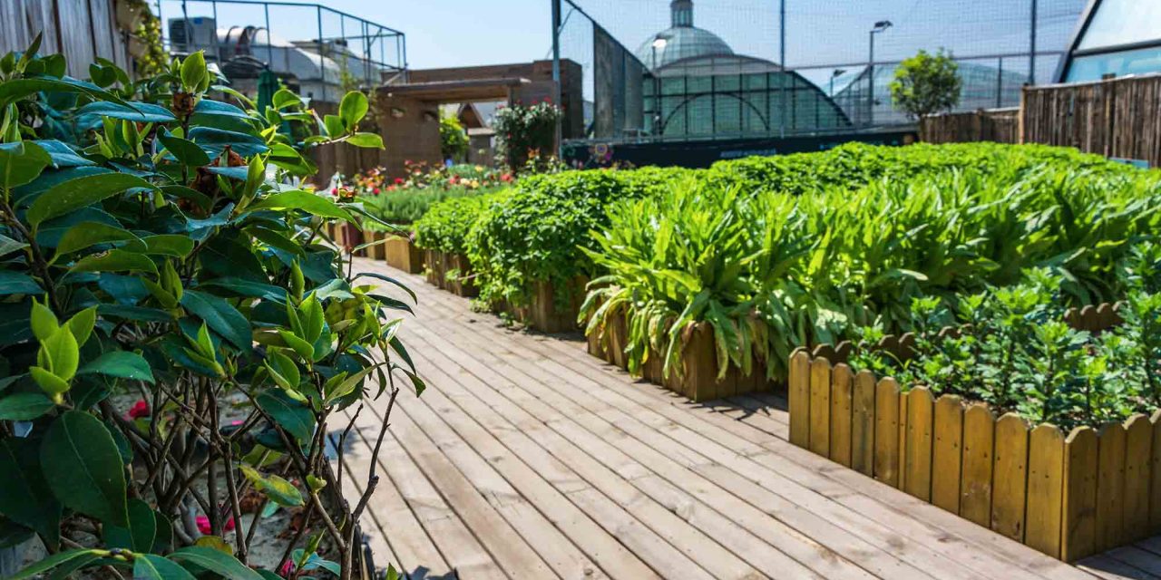 Des étudiants végétalisent les toits de leur université : une initiative révolutionnaire pour un avenir vert