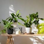 Choisir une plante d’intérieur : 5 variétés en fonction de vos besoins