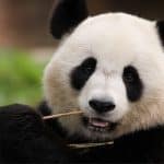 Sauvegarde de l’Irrésistible Panda Géant : des efforts récompensés !