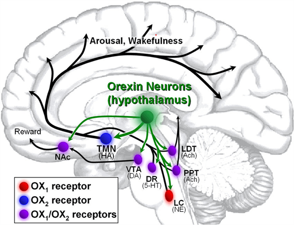 Schéma cerveau humain mécanisme action daridorexant