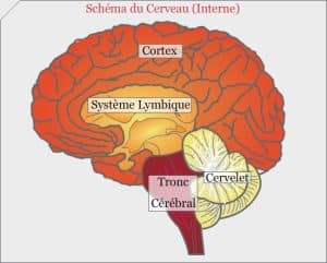 Schéma du cerveau humain avec le système limbique au centre.