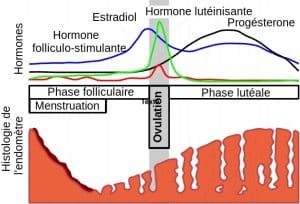 Schéma du cycle menstruel, montrant la prédominance de la progestérone en phase lutéale.