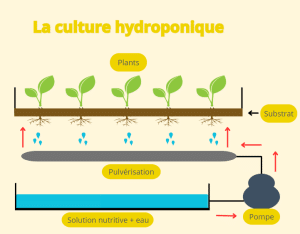 Un schéma décrivant l'installation de la culture hydroponique. On peut y voir le système de pompe, la pulvérisation, la solution nutritive, les plants, et le substrat.