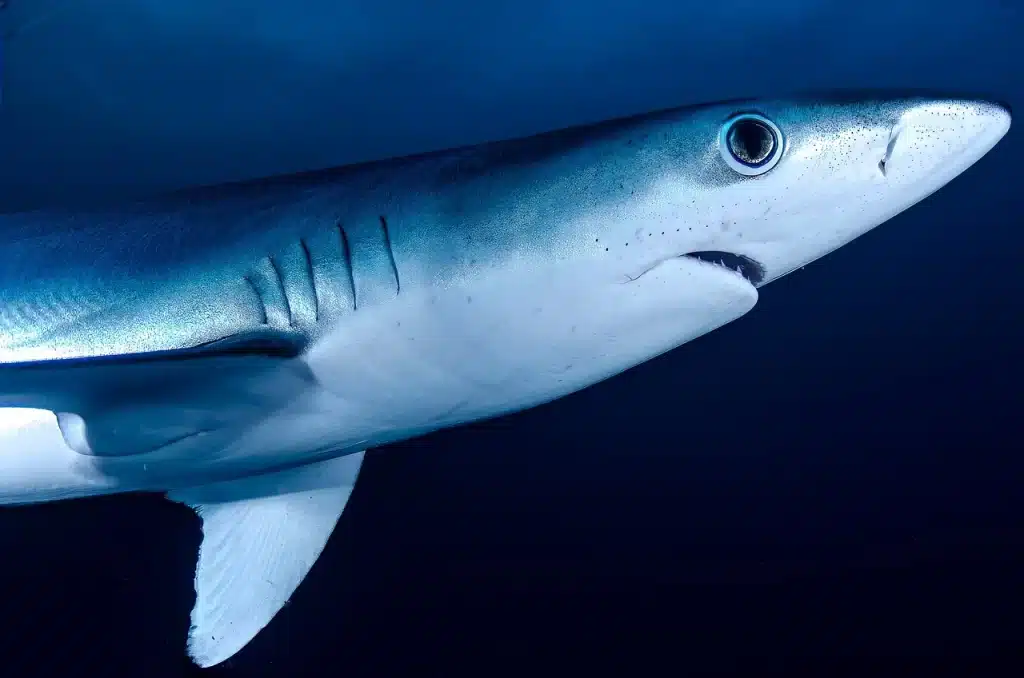 Le requin bleu est aujourd'hui menacé d'extinction par la surpêche