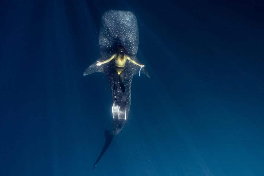 Une plongeuse nage paisiblement avec un requin-baleine, une espèce en voie de disparition.