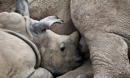 Découverte d’un bébé rhinocéros de Java en Indonésie : une lueur d’espoir