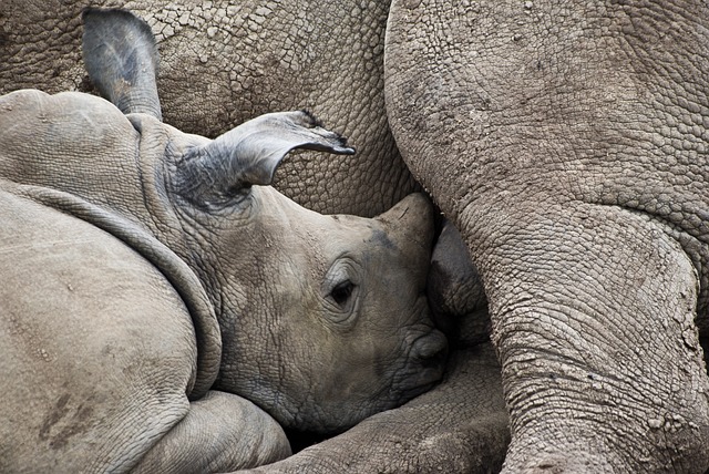 Découverte d’un bébé rhinocéros de Java en Indonésie : une lueur d’espoir