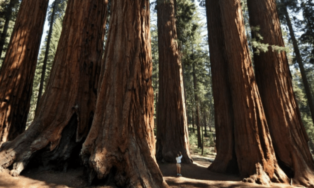 Le séquoia géant déserte le sol américain, mais prolifère au Royaume-Uni