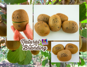 Le natural branding permet de dessiner des visages sur les fruits et légumes comme ces kiwis avec des yeux et une bouche en pointillés à découper pour les rendre souriants