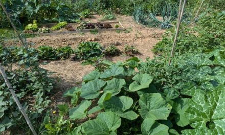 Permaculture et respect du monde vivant : les bienfaits validés par des chercheurs !