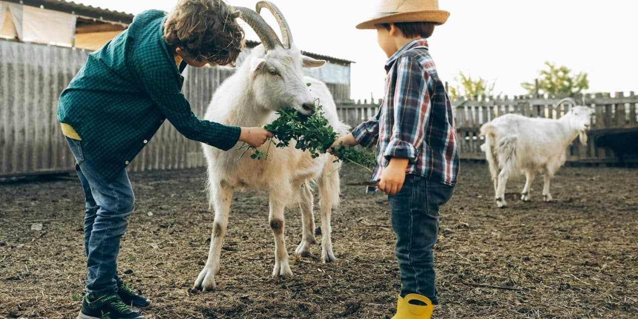 Les avantages des fermes pédagogiques pour les enfants : trois raisons convaincantes de s’y rendre !