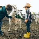 Les avantages des fermes pédagogiques pour les enfants : trois raisons convaincantes de s’y rendre !