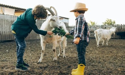 Les avantages des fermes pédagogiques pour les enfants : trois raisons convaincantes de s’y rendre !