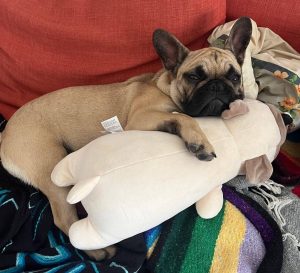 Jeune bouledogue français qui enlace son doudou, allongé sur le canapé